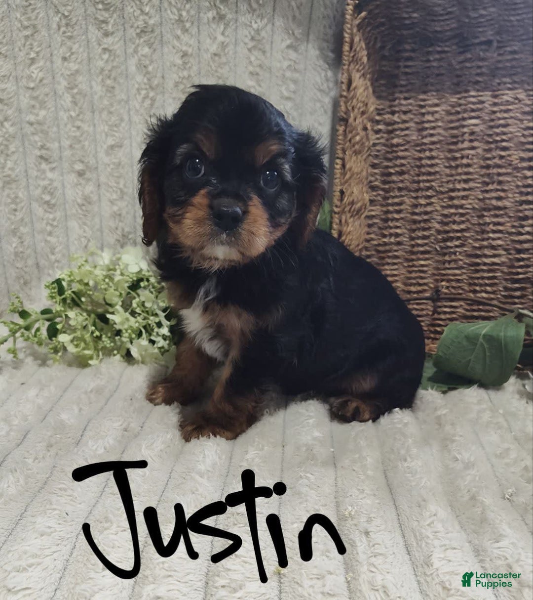 Cavalier King Charles Spaniel dogs for sale: Justin - Image 5