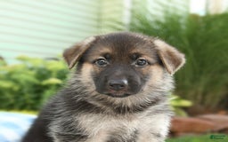 German Shepherd dogs for sale: Laurel - Image 2