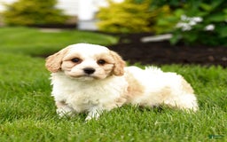 Cavachon dogs for sale: Fletcher - Image 1