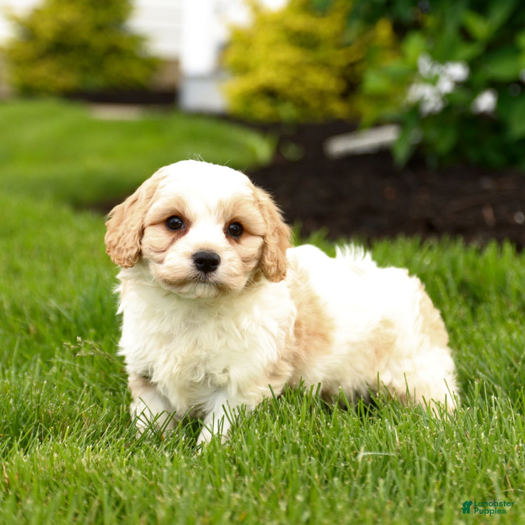 Cavachon dogs for sale: Fletcher - Image 1