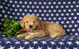 Mini Goldendoodle dogs for sale: Hardyn Hypoallergenic - Image 5