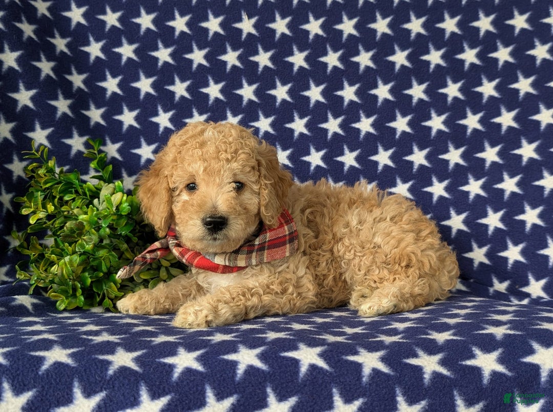 Mini Goldendoodle dogs for sale: Hardyn Hypoallergenic - Image 5