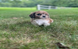 Cavapoo dogs for sale: Diego - Image 3