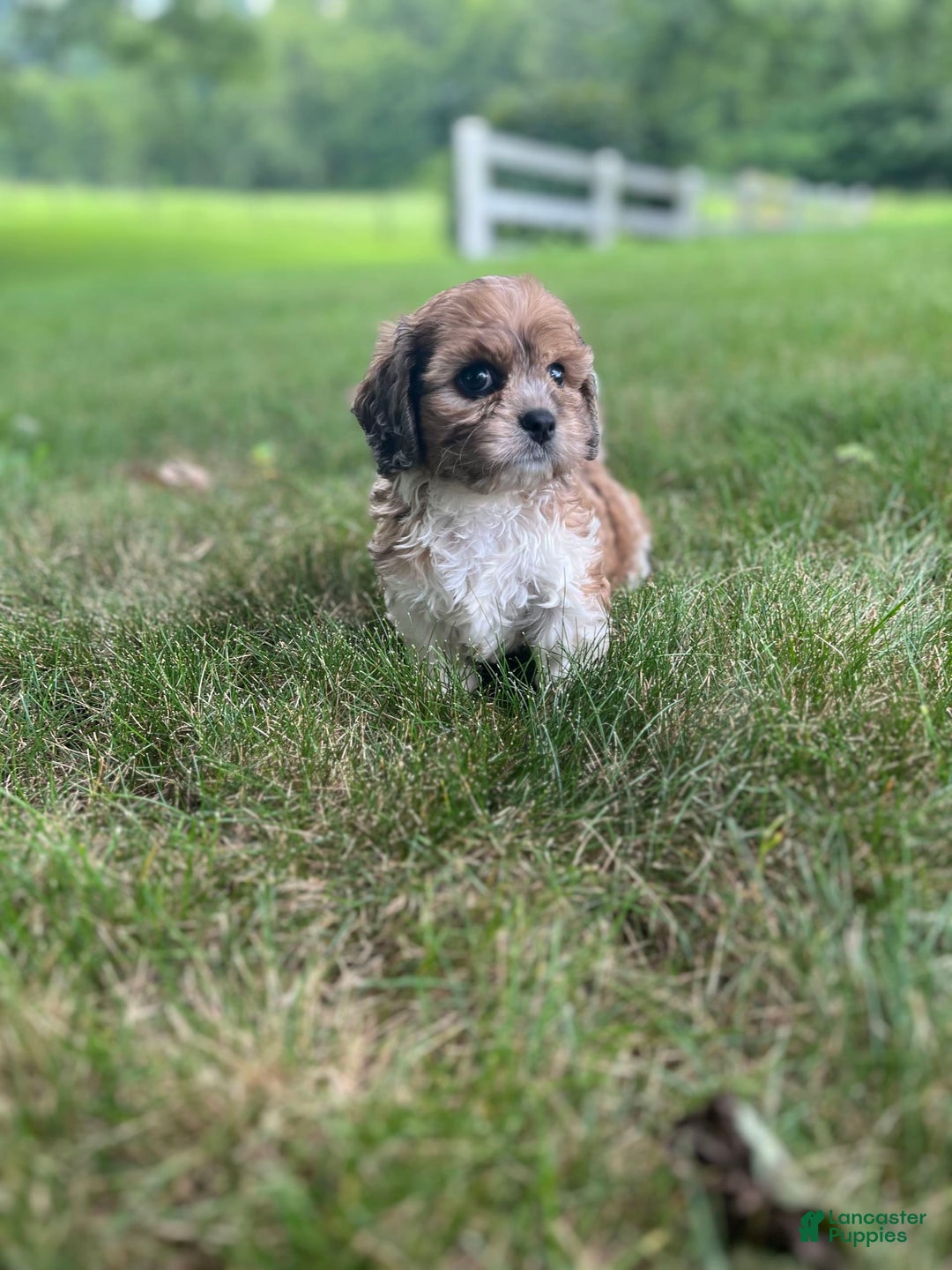 Cavapoo dogs for sale: Diego - Image 3