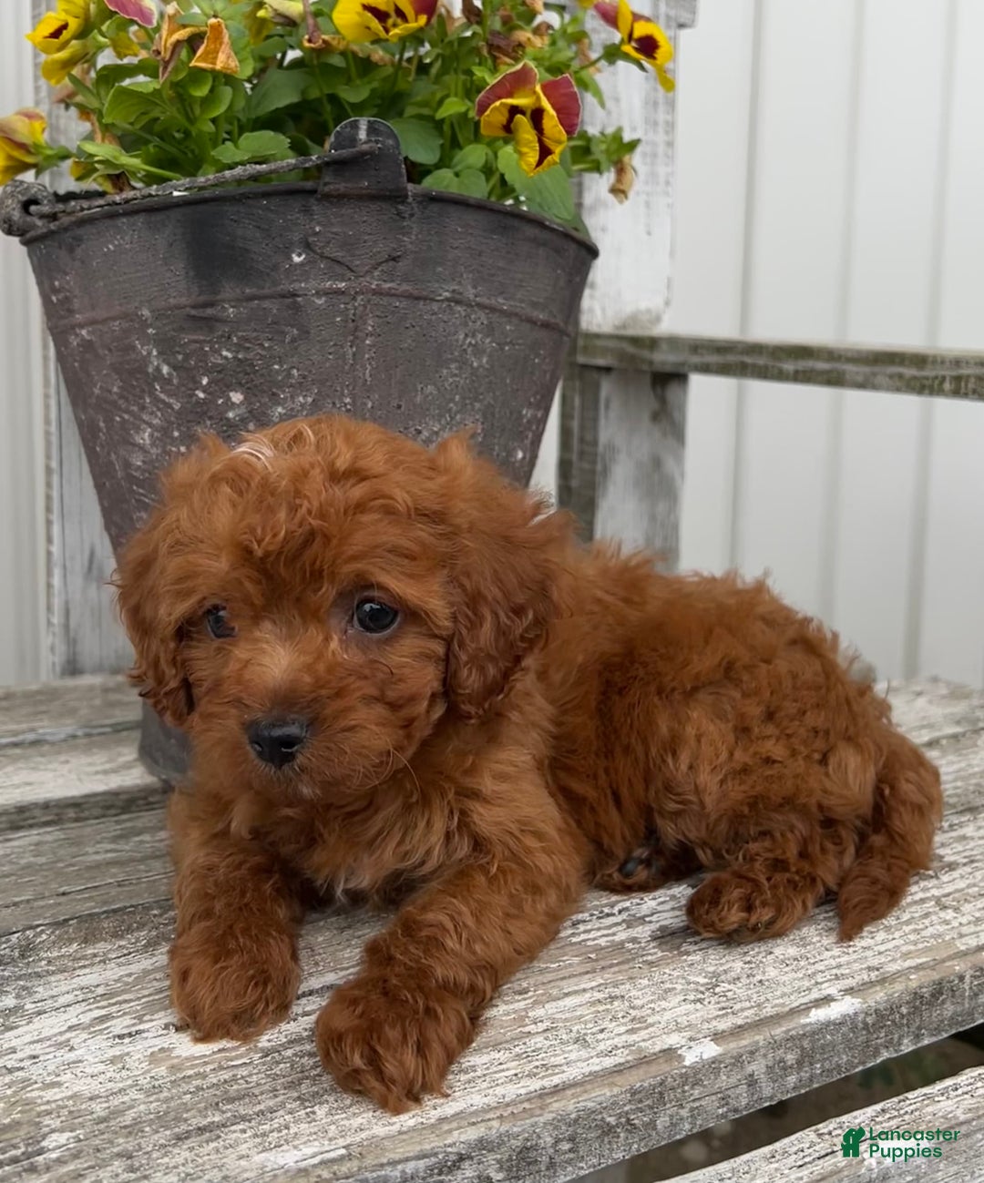 Cavapoo dogs for sale: Cora - Image 3