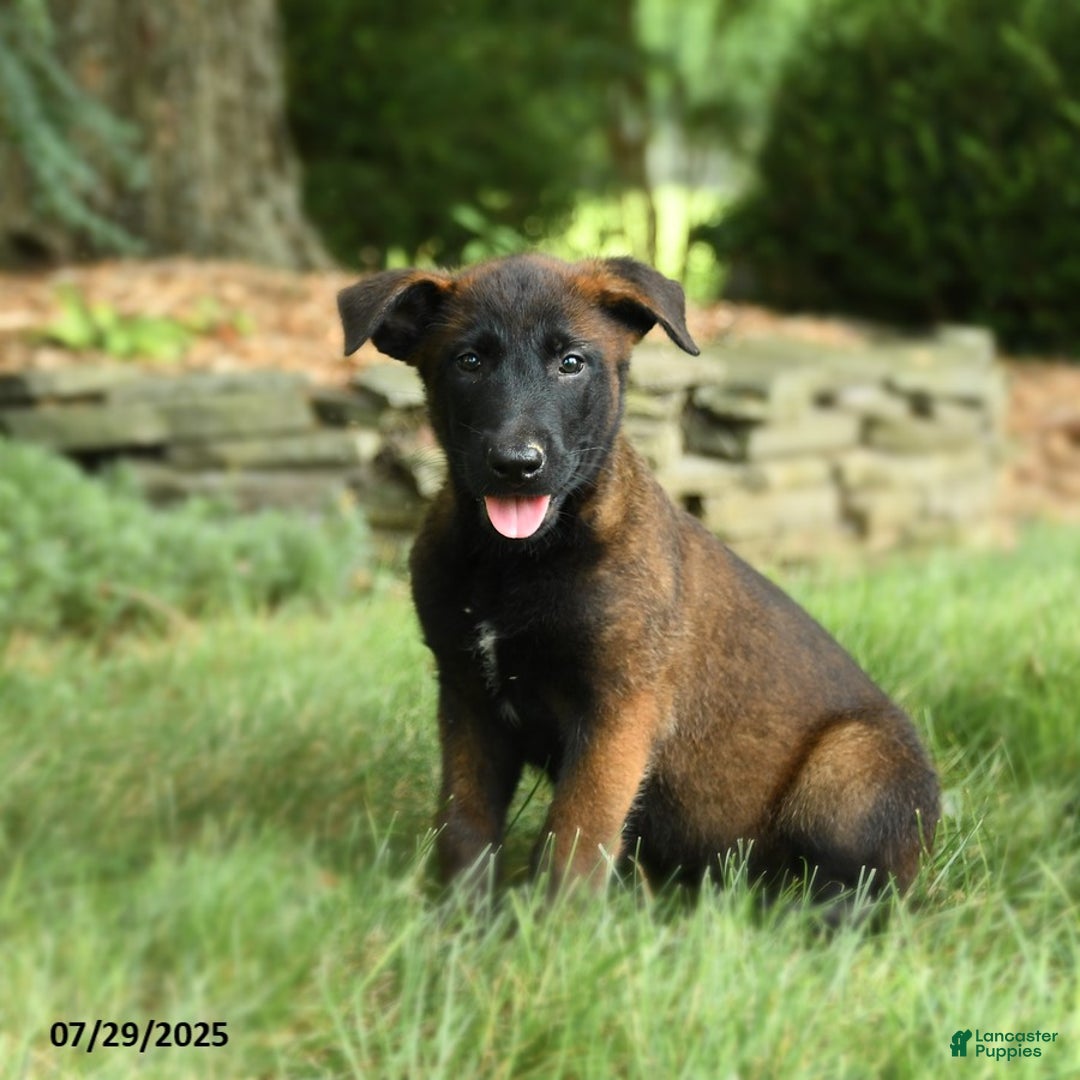 Belgian Malinois dogs for sale: Cove - Image 2