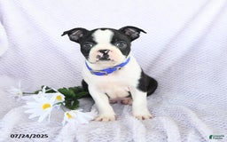 Boston Terrier dogs for sale: Oliver - Image 4