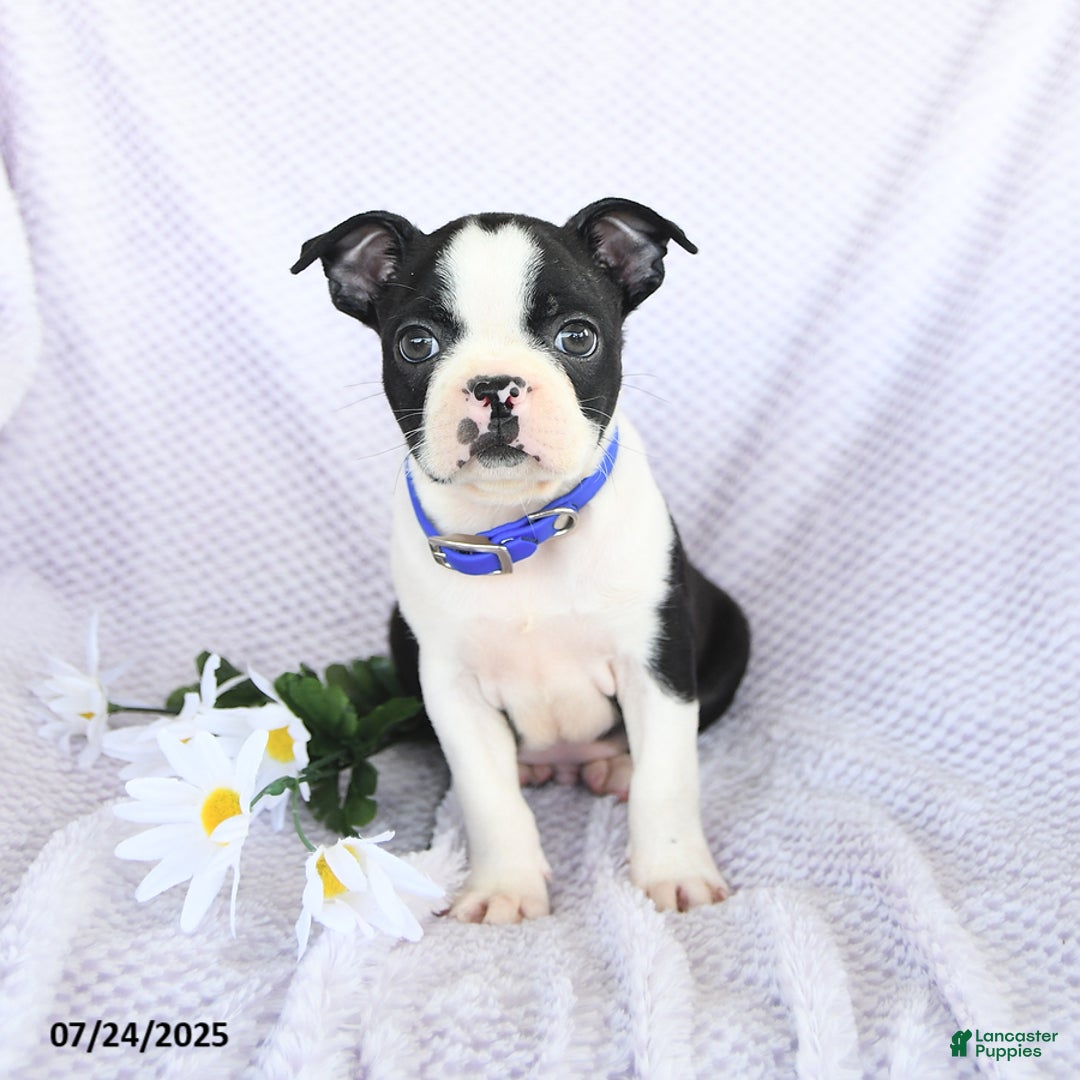 Boston Terrier dogs for sale: Oliver - Image 4