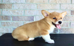 Welsh Corgi Pembroke dogs for sale: Welsh Corgi (Pembroke) 5 puppies - Image 4