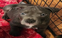 American Bully dogs for sale: Razor Edge Pup - Image 5