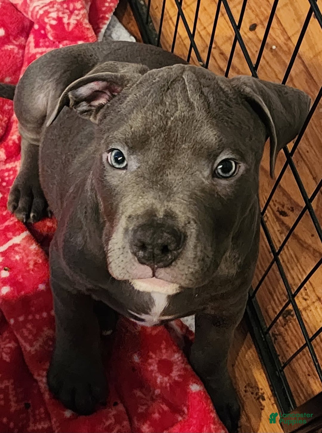 American Bully dogs for sale: Razor Edge Pup - Image 5
