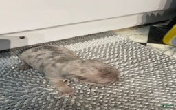 French Bulldog dogs for sale: Jax - Image 2