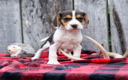 Beagle dogs for sale: Kit Kat - Image 1