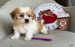 Teddy Bear dogs for sale: Felicity - Image 8