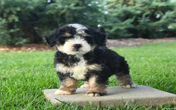 Mini Bernedoodle dogs for sale: Pongo - Image 1