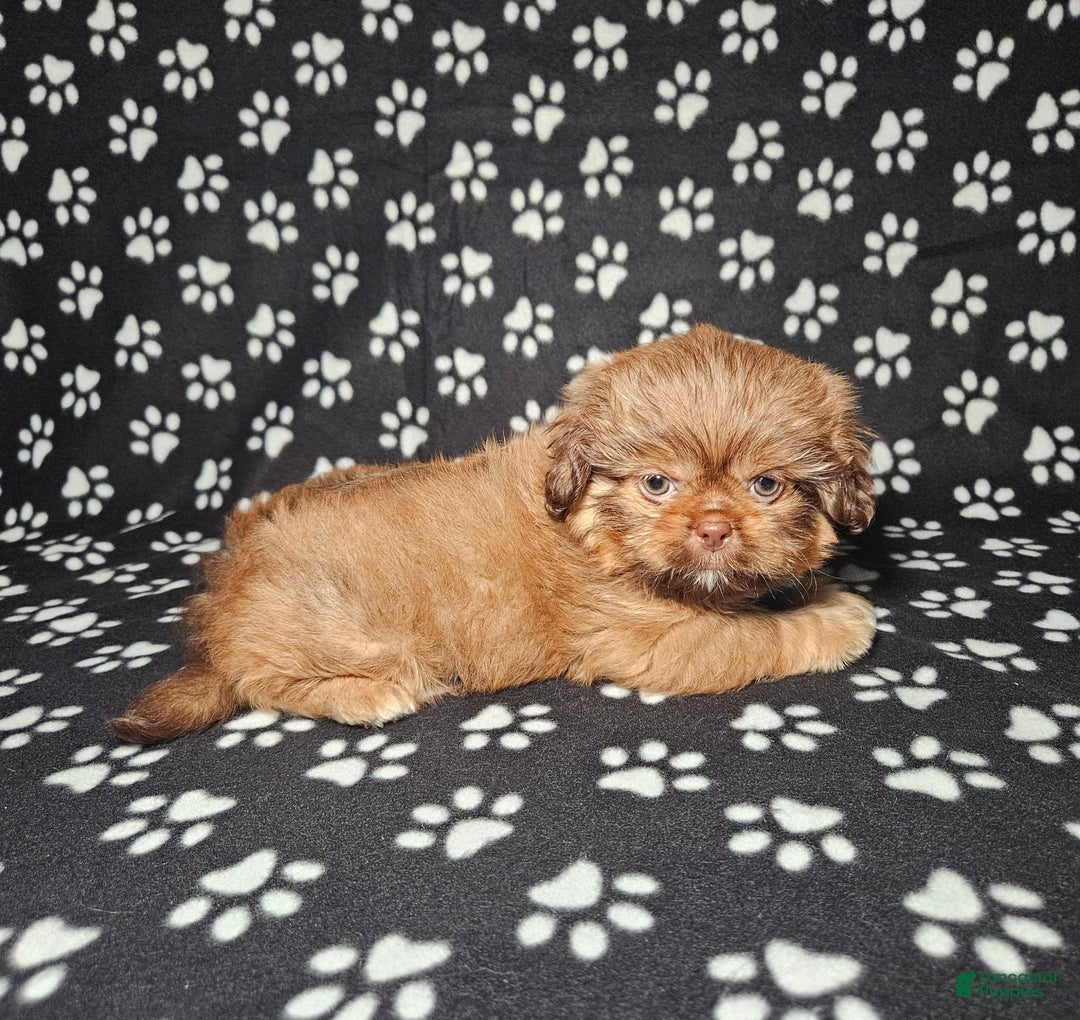 Shih Tzu dogs for sale: Dexter - Image 19