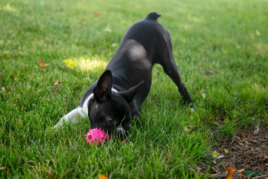 Boston Terrier dogs for sale: Zurich - Image 7