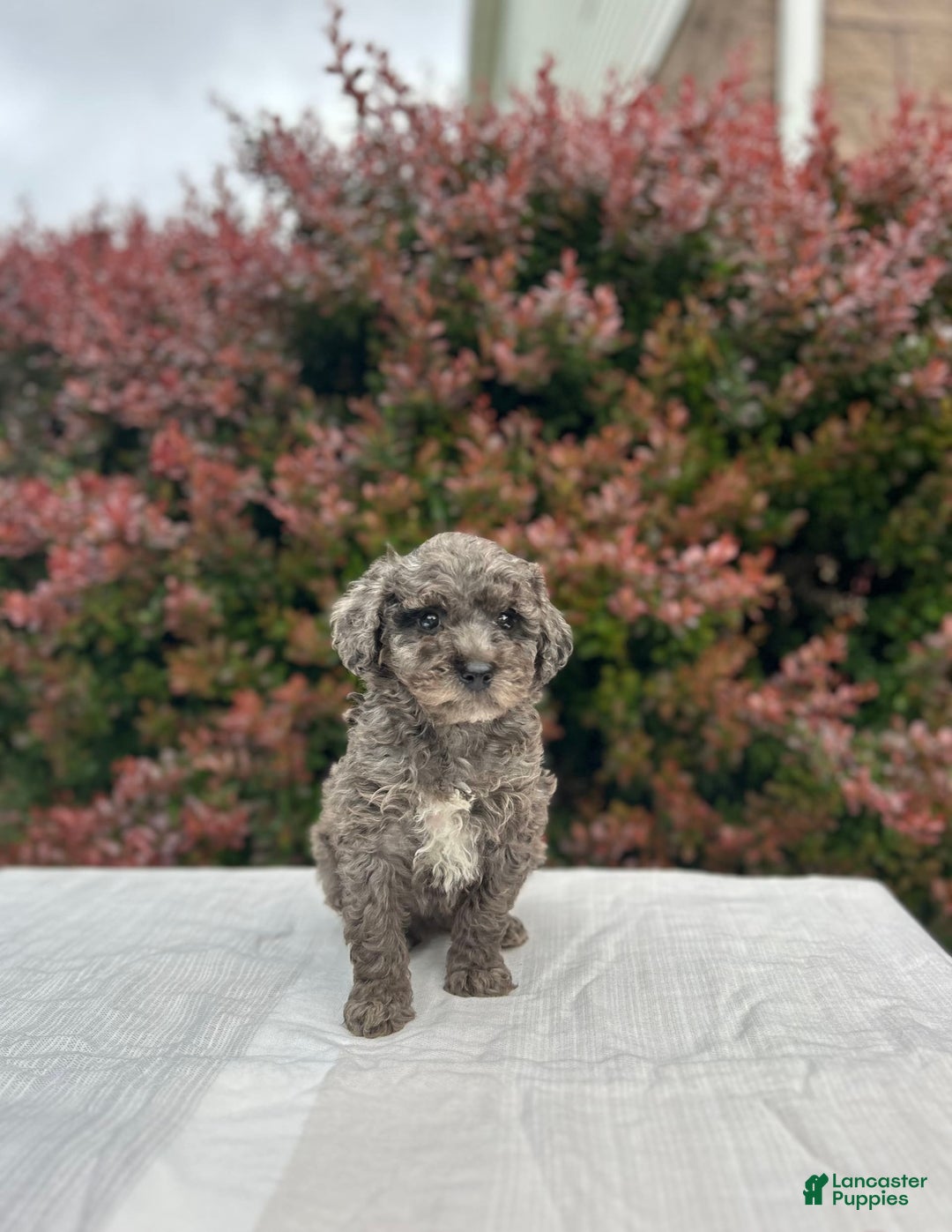 Miniature Poodle dogs for sale: Tasha - Image 4
