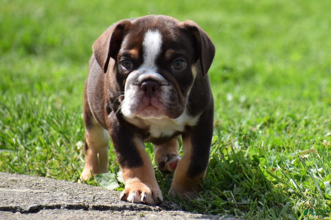 Beabull dogs for sale: Winston - Image 2