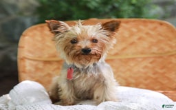 Yorkshire Terrier dogs for sale: Champ Teacup - Image 10