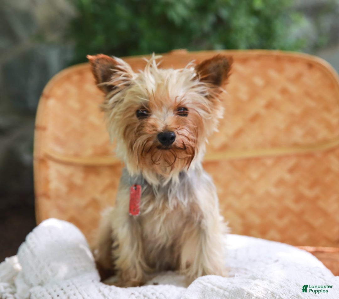 Yorkshire Terrier dogs for sale: Champ Teacup - Image 10