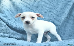 Toy Fox Terrier dogs for sale: Saint - Image 2