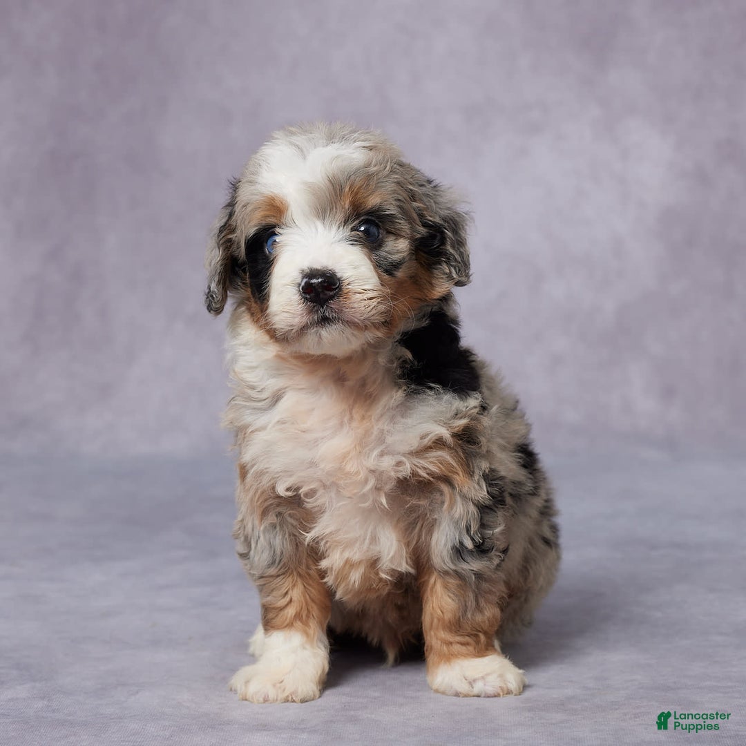 Mini Bernedoodle dogs for sale: Carter - Image 1