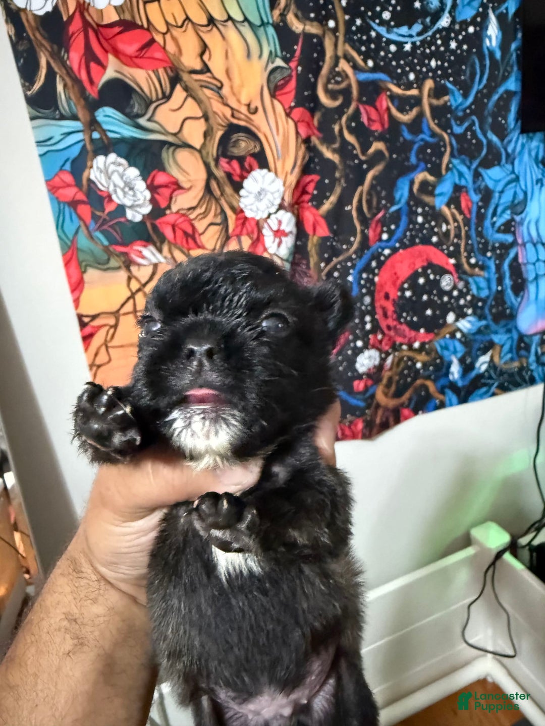 French Bulldog dogs for sale: Dream - Image 1