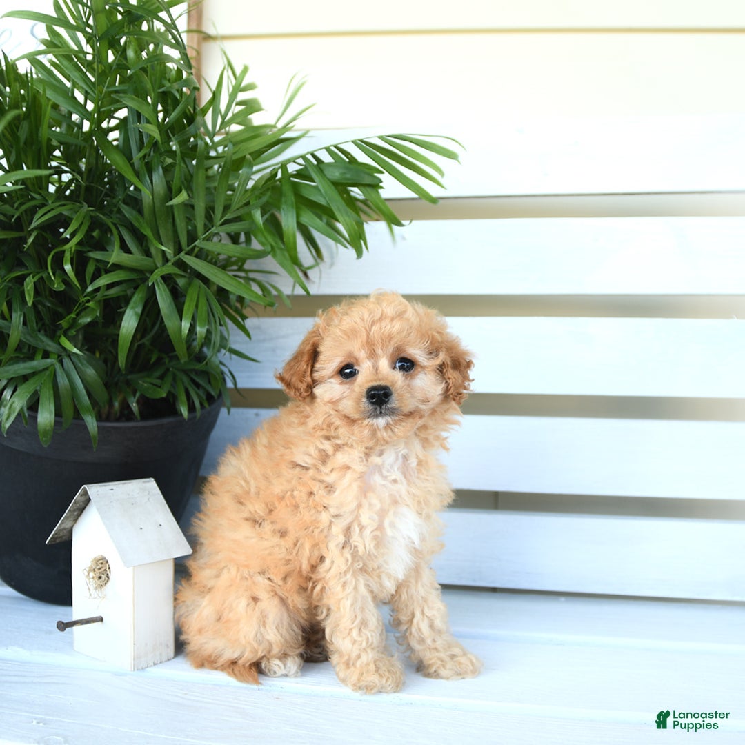 Bichpoo dogs for sale: Jasper - Image 4