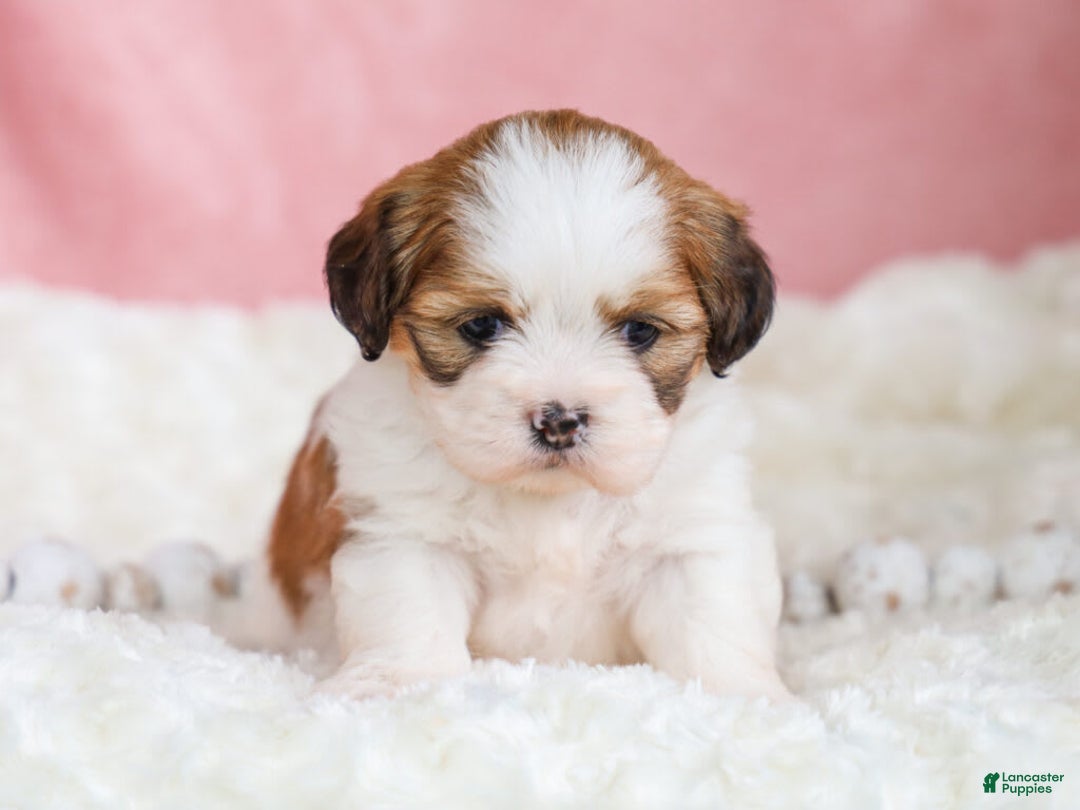 Lhasa Apso dogs for sale: Trixie - Image 8