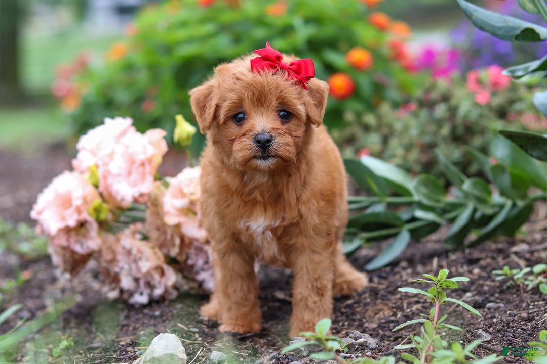 Maltipoo dogs for sale: Sophie - Image 8