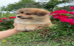 Yorkshire Terrier dogs for sale: Cooper - Image 14