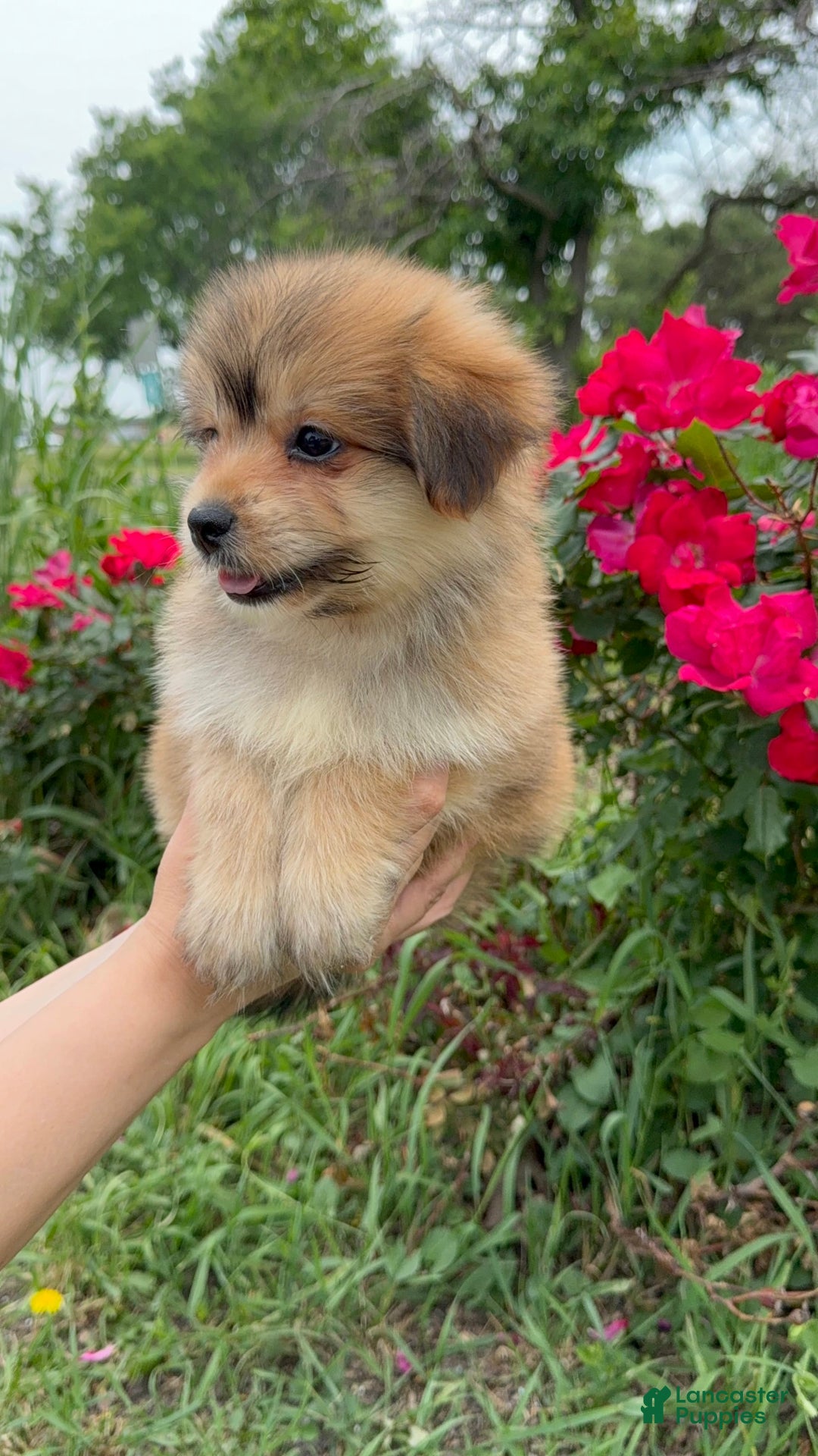 Yorkshire Terrier dogs for sale: Cooper - Image 14