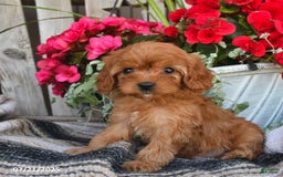 Cavapoo dogs for sale: Duke - Image 4