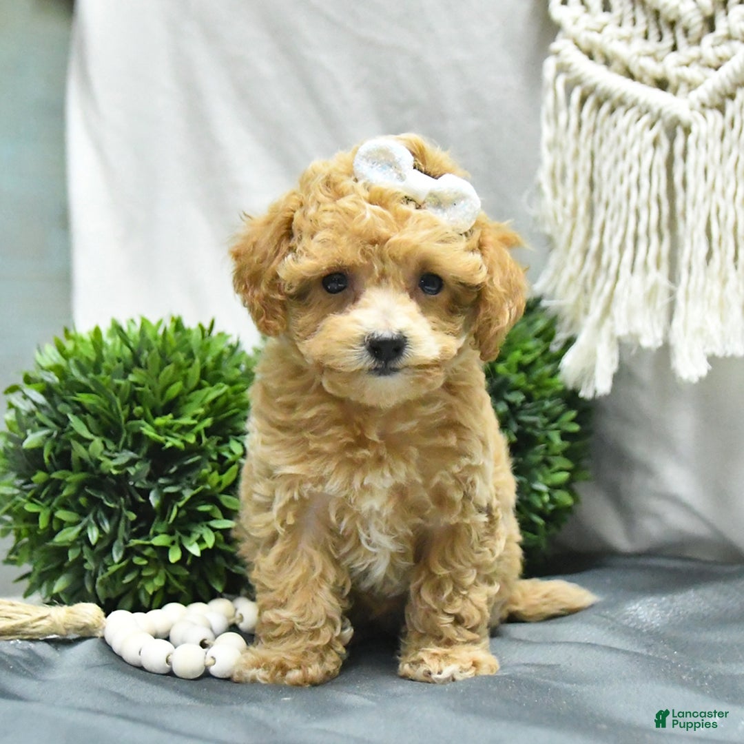 Bichpoo dogs for sale: Cheyenne - Image 5