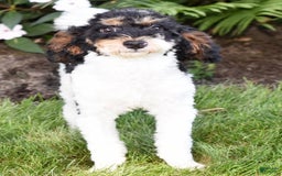 Miniature Poodle dogs for sale: Amos - Image 23