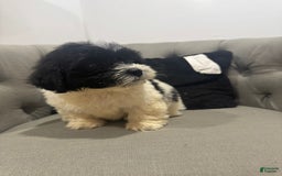 Shihpoo dogs for sale: Melon - Image 2