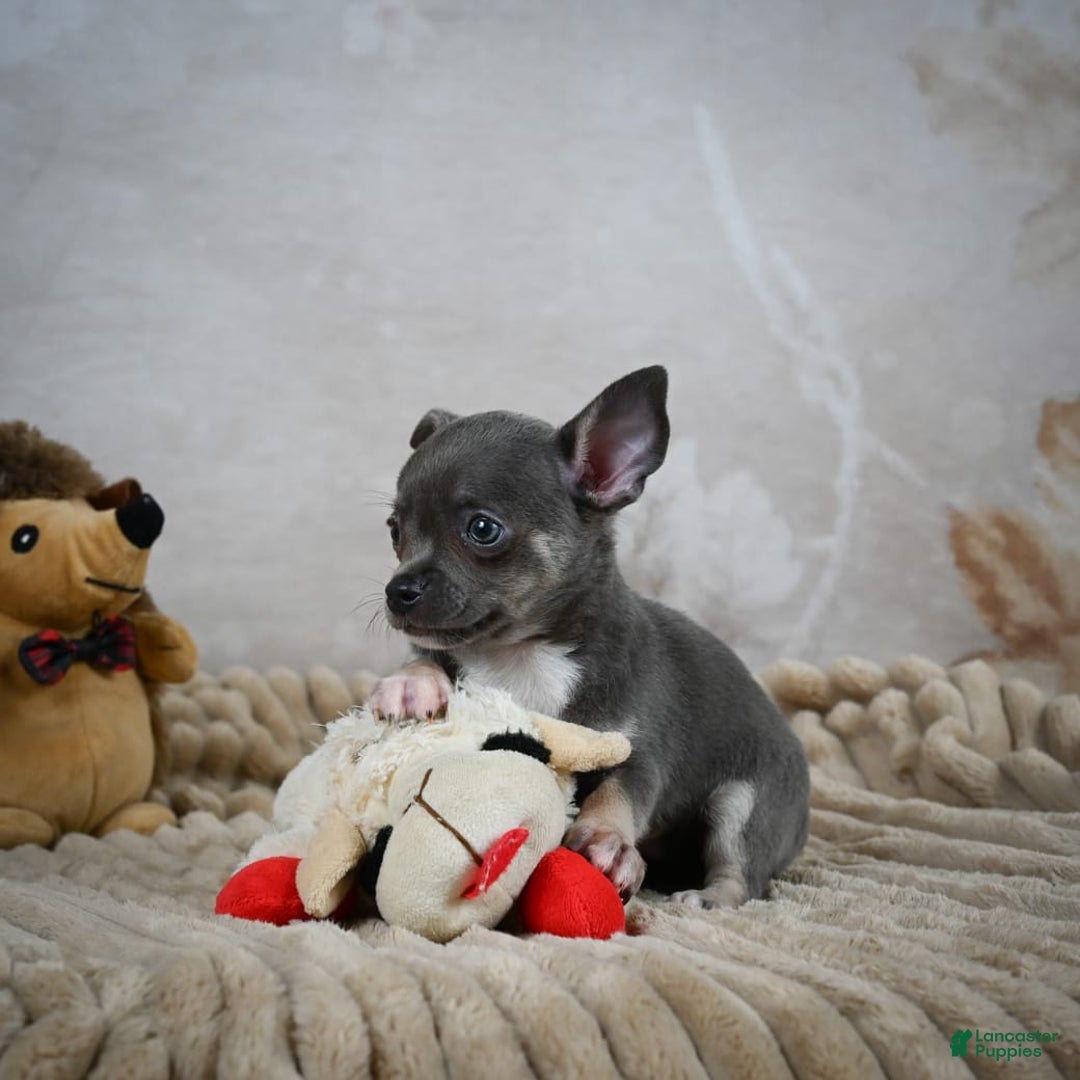 Chihuahua dogs for sale: Saul - Image 2