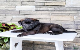 Labrador Retriever dogs for sale: Daneen - Image 3