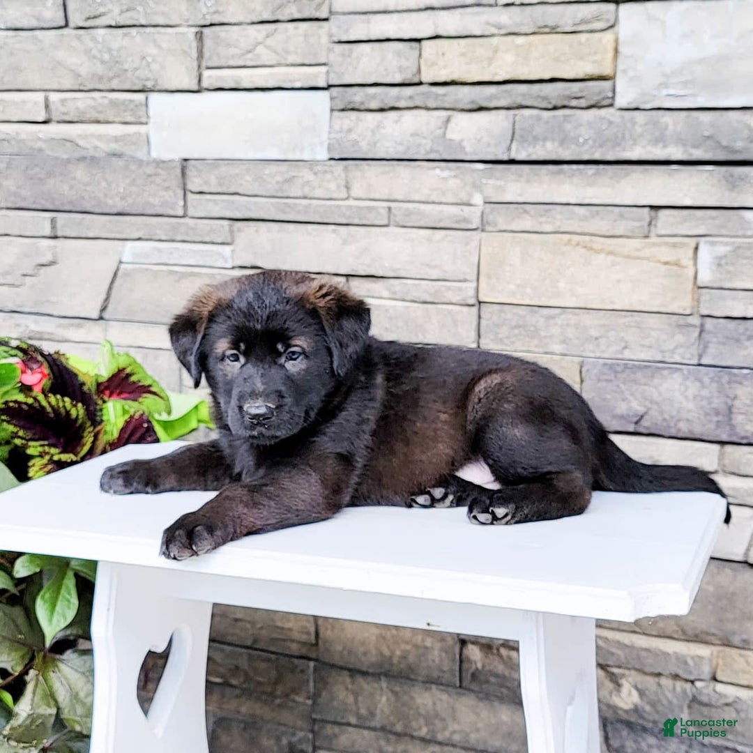 Labrador Retriever dogs for sale: Daneen - Image 3