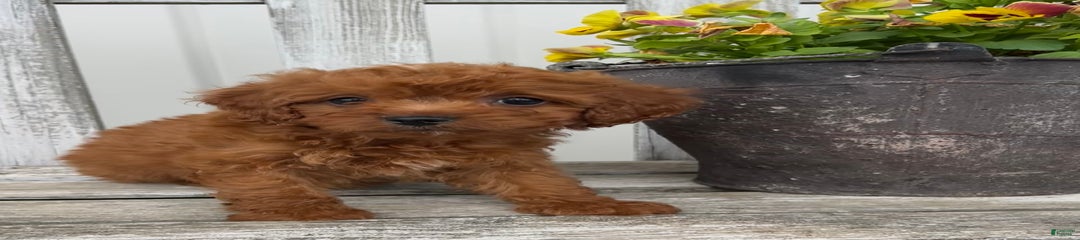 Cora