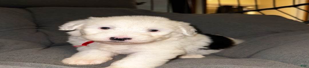 Poppy