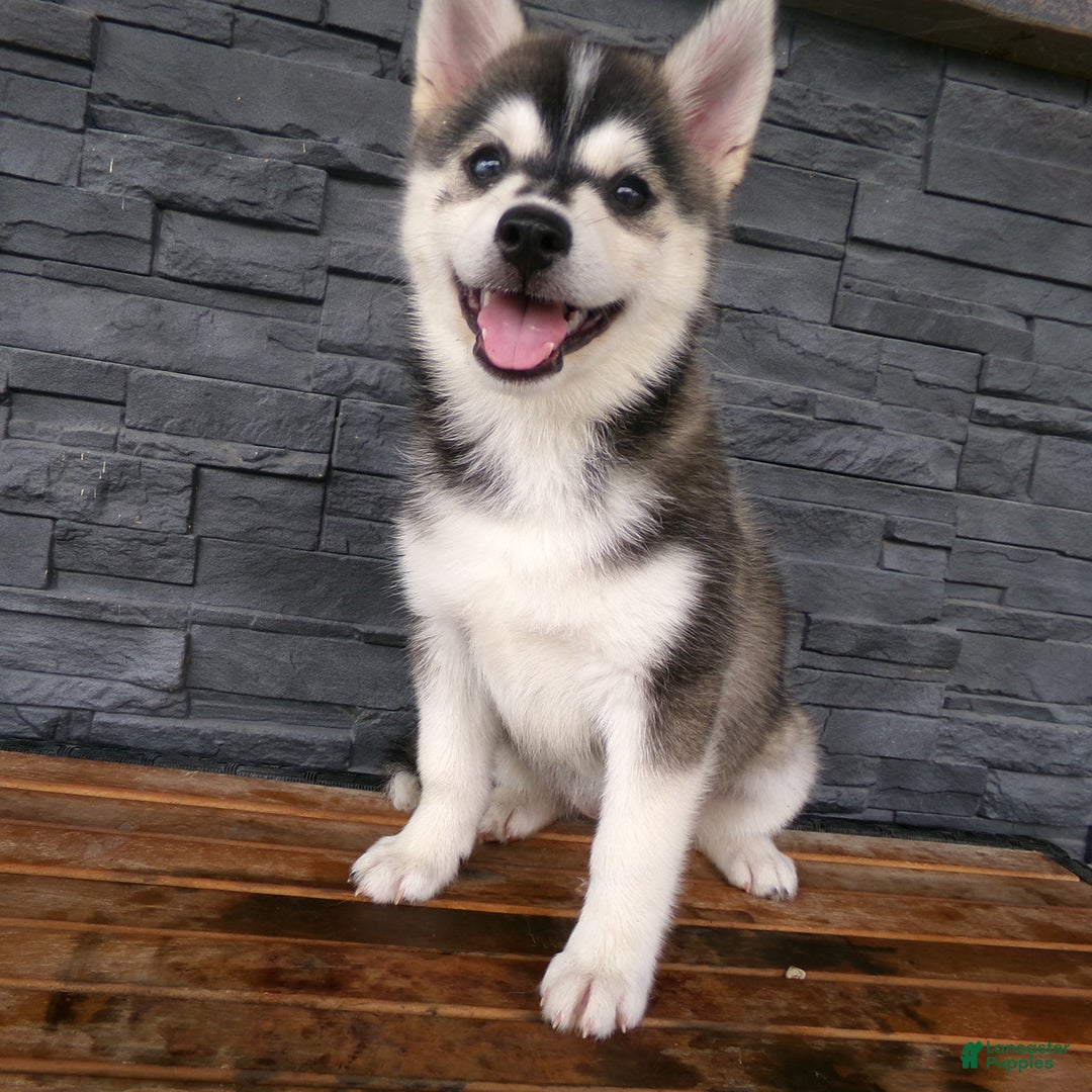 Pomsky dogs for sale: Sadie - Image 12