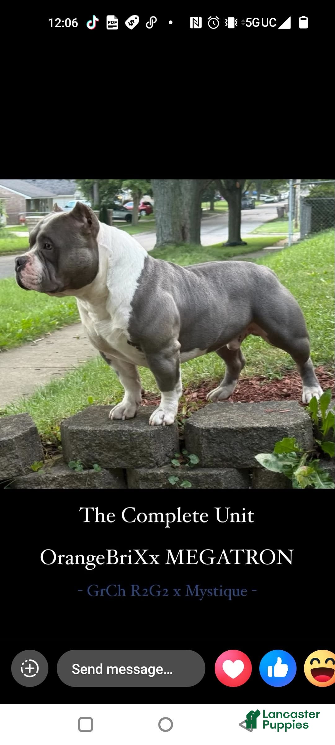 American Bully dogs for sale: Yoyo - Image 5