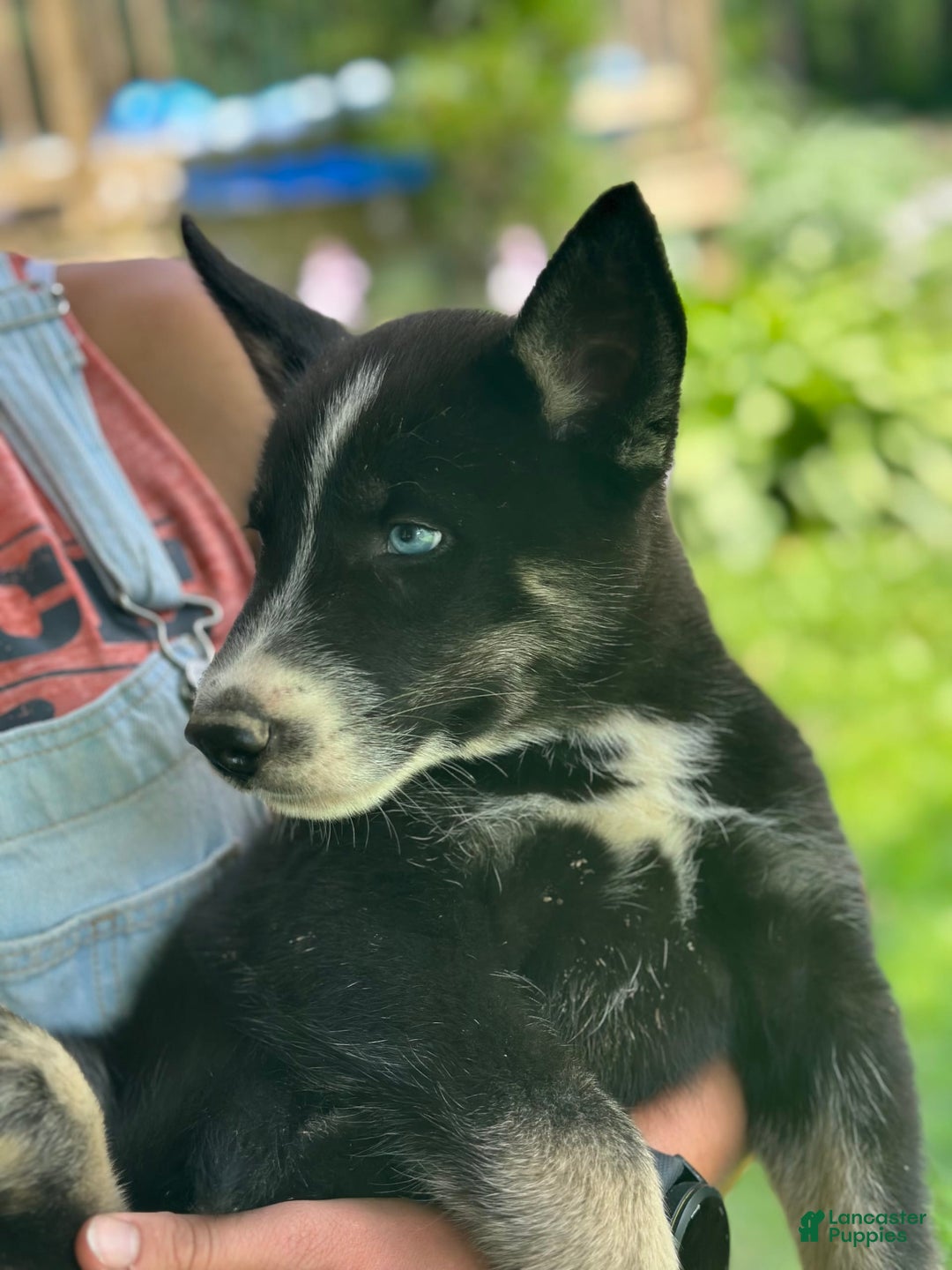 Gerberian Shepsky dogs for sale: Princess - Image 5