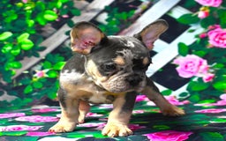 French Bulldog dogs for sale: Arlo - Image 3
