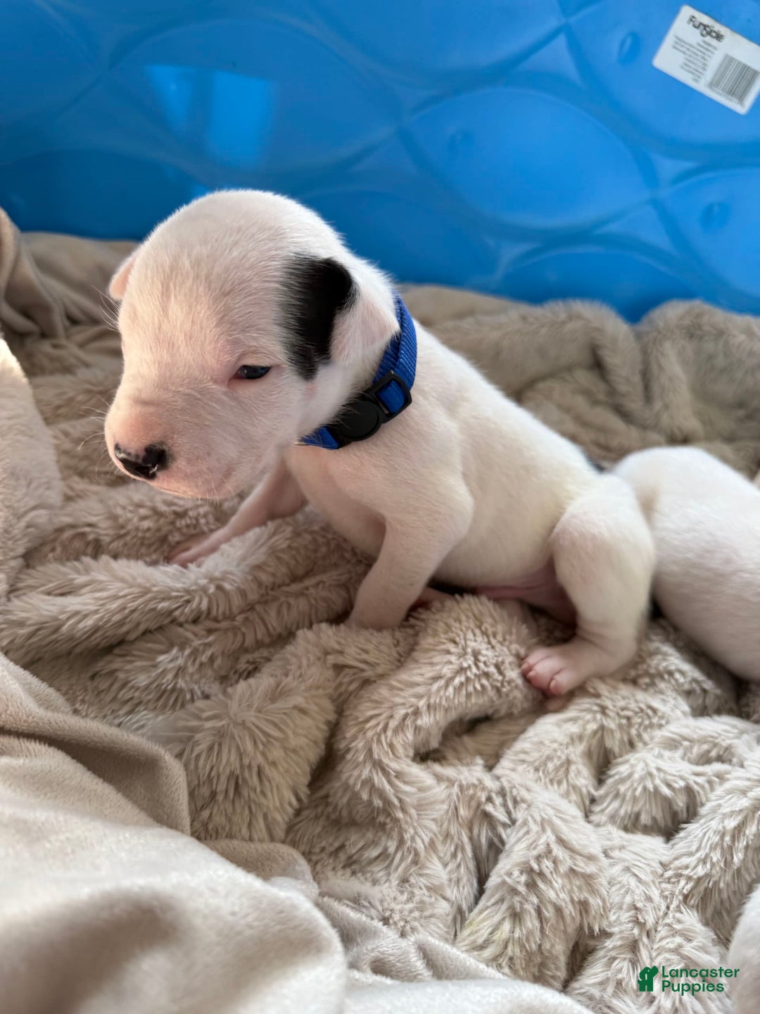Dogo Argentino dogs for sale: M5 - Image 3