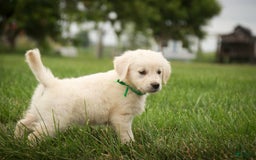 Golden Retriever dogs for sale: Tawny - Image 32