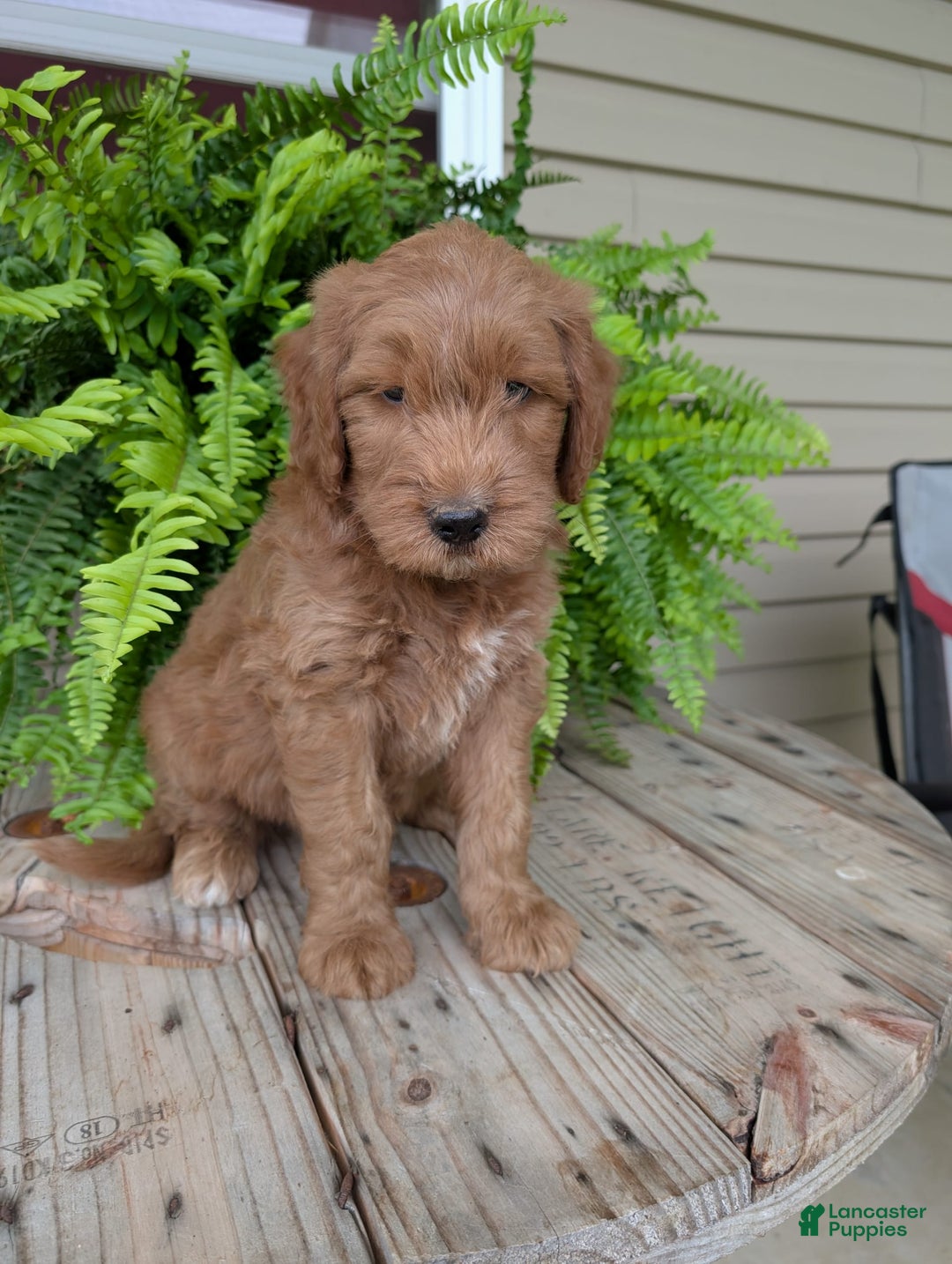 Goldendoodle dogs for sale: Cash - Image 12