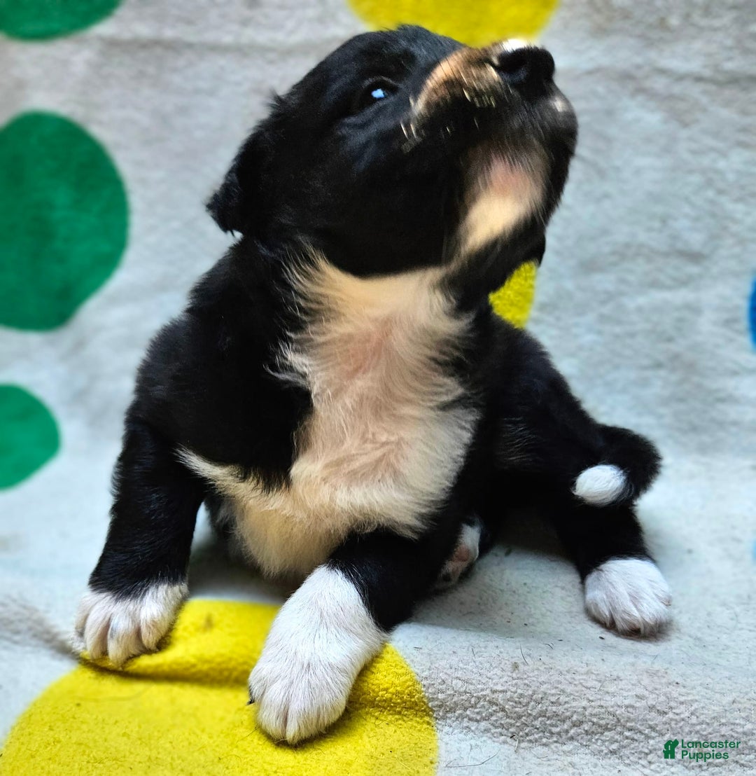 Border Collie dogs for sale: Francis - Image 6